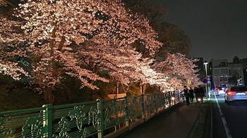 お堀夜桜.jpg