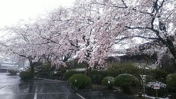 雪と桜１.jpg