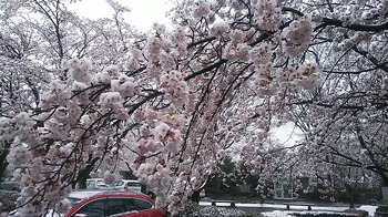 雪と桜２.jpg