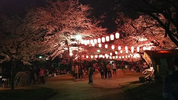 高崎公園夜桜.jpg