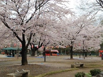 高崎公園（4月5日）.JPG